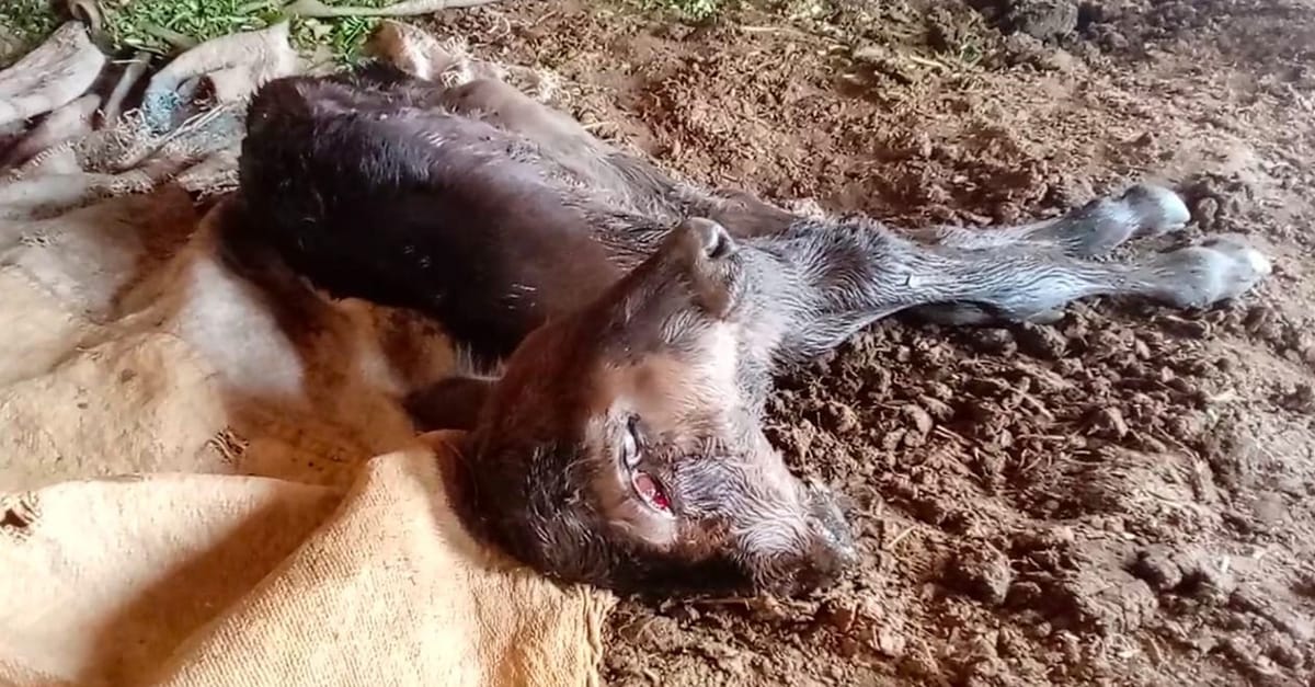 چنیوٹ میں عجیب و غریب بچھڑے کی پیدائش