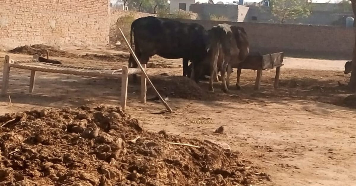 چناب نگر آبادی میں موجود مال مویشی شہریوں کیلئے عذاب بن گیا