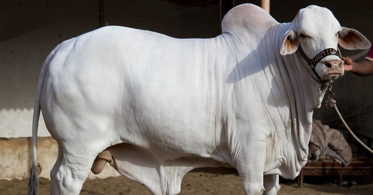 پاکستانی پولیس نے بیل کی قربانی کرنے کے جرم میں احمدیوں پر مقدمہ درج کردیا