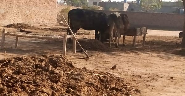 چناب نگر آبادی میں موجود مال مویشی شہریوں کیلئے عذاب بن گیا
