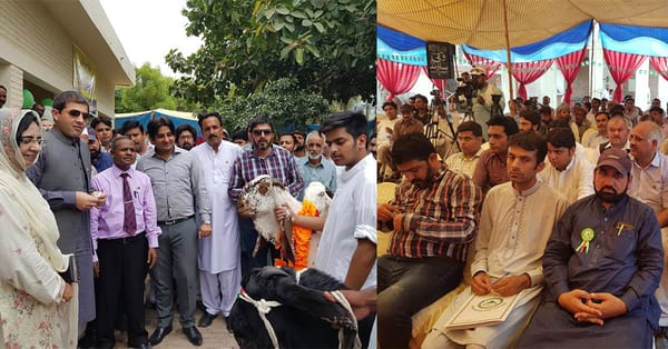 چنیوٹ:محکمہ لائیو سٹاک کے زیر اہتمام جشن آزادی اور عیدالاضحی کے سلسلہ میں قربانی کے جانوربکروں اور چھتروں کی خوبصورتی کامقابلہ