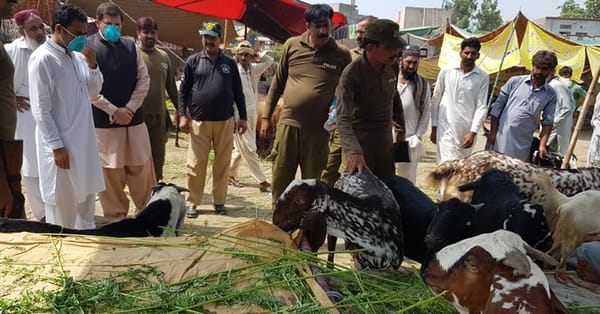 چناب نگر:منڈی میں لائے جانے والے قربانی کے جانوروں کو جراثیم کش سپرے ضرور کریں، ڈی سی چنیوٹ